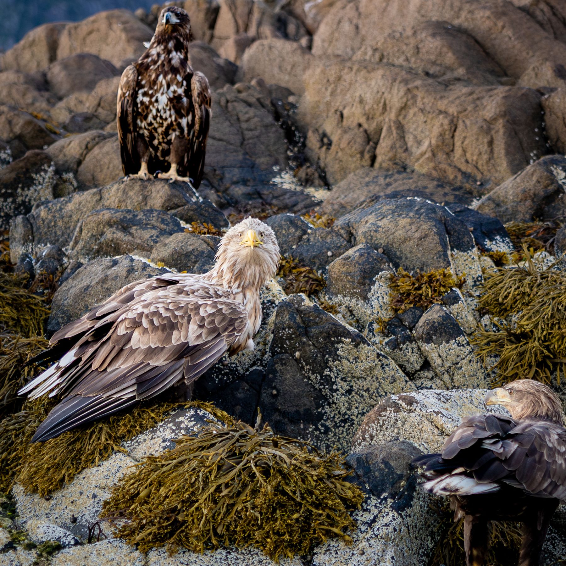 Eagles Nest in the Lofoten Fjords